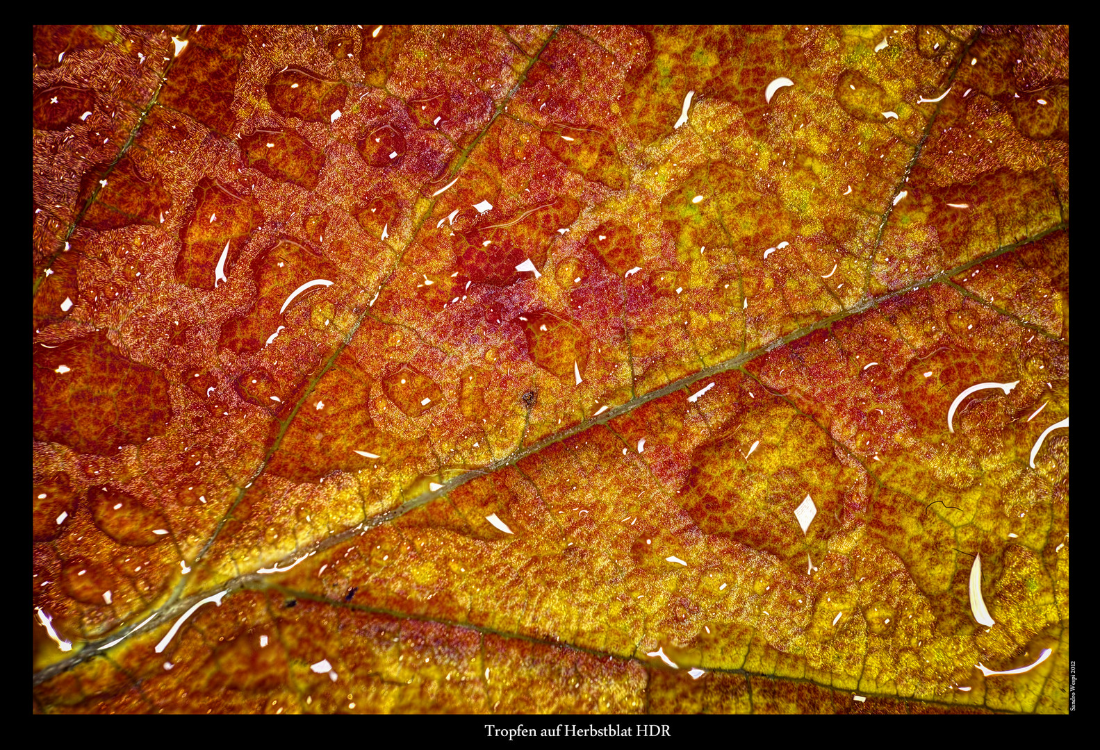 Wassertropfen auf Herbstblatt HDR