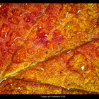 Wassertropfen auf Herbstblatt HDR