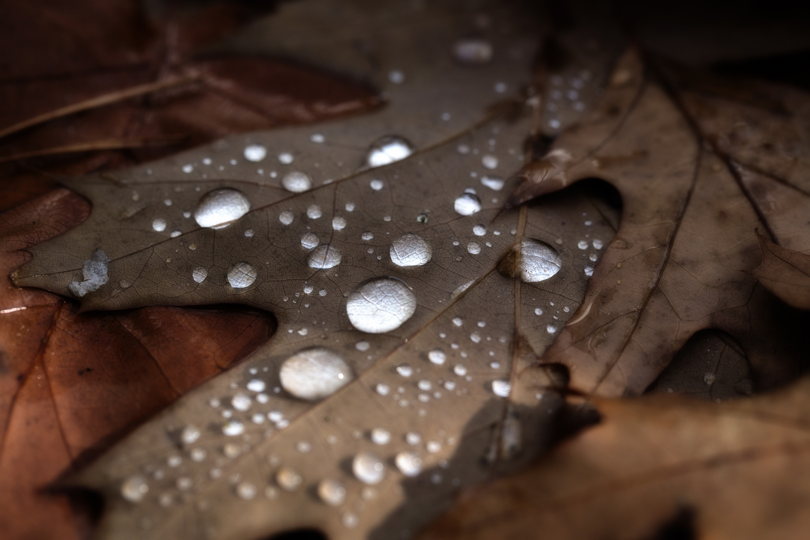 Wassertropfen auf Herbstlaub