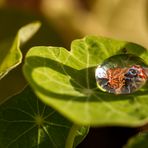 Wassertropfen auf Kapuzinerkresse