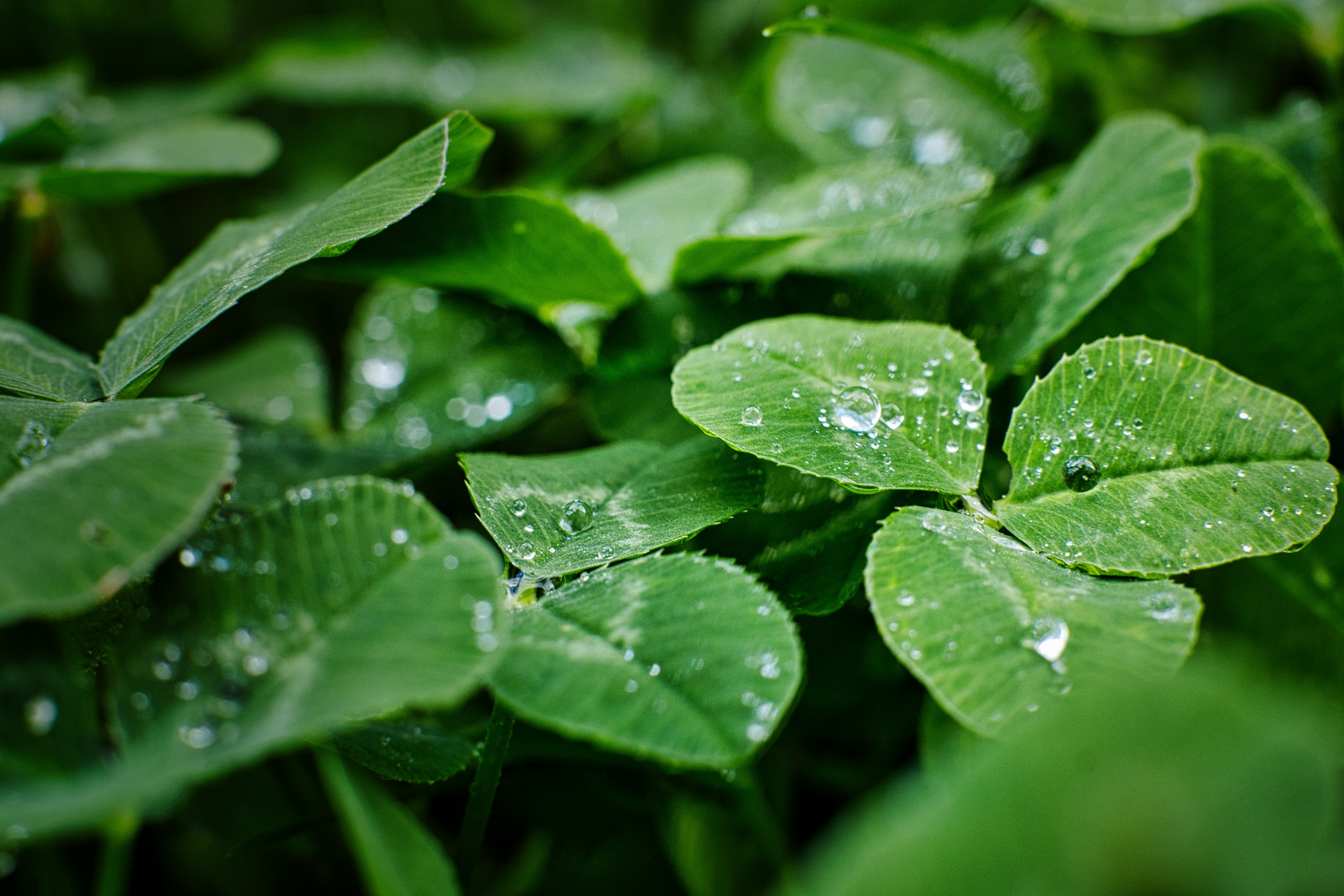 Wassertropfen auf Kleeblatt