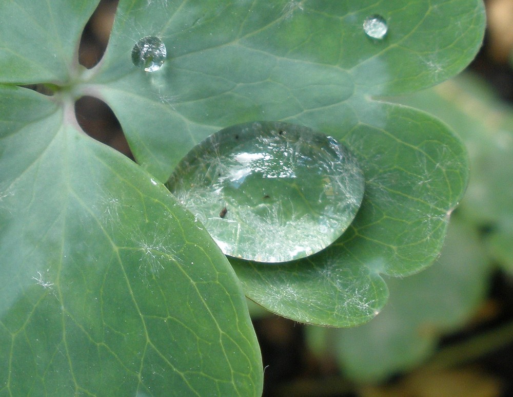 Wassertropfen auf Kleeblatt