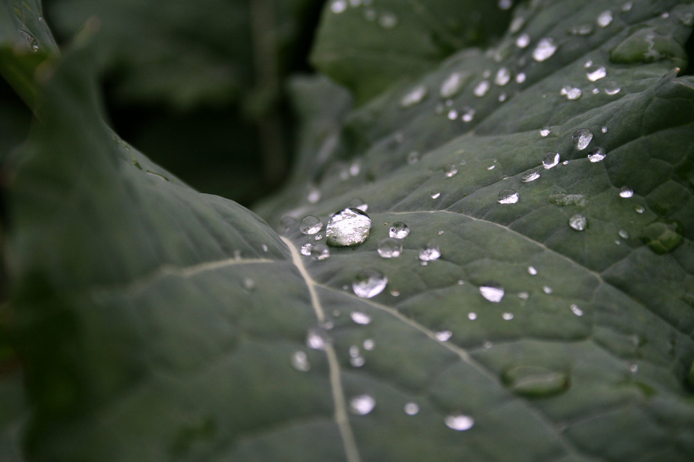 Wassertropfen auf Kohlblatt