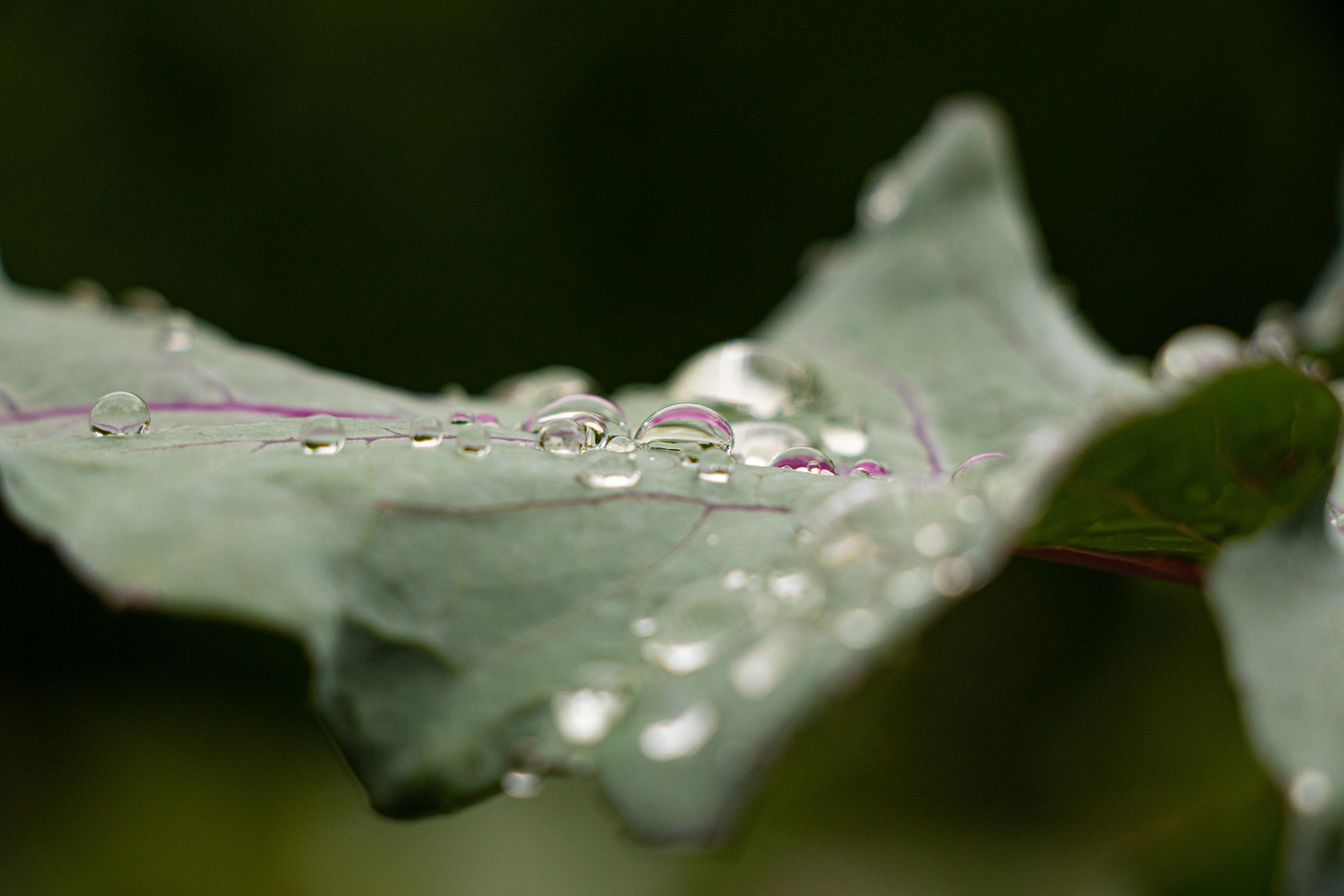 Wassertropfen auf Kohlrabi