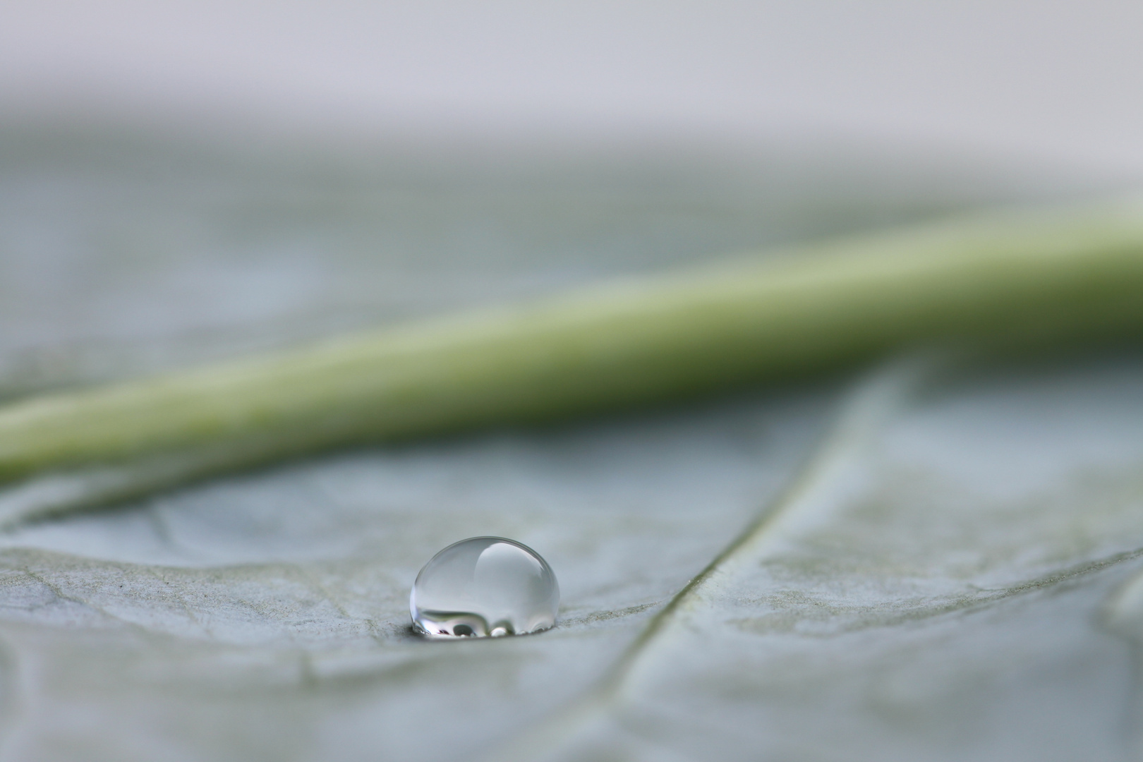 Wassertropfen auf Kohlrabiblatt