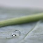 Wassertropfen auf Kohlrabiblatt