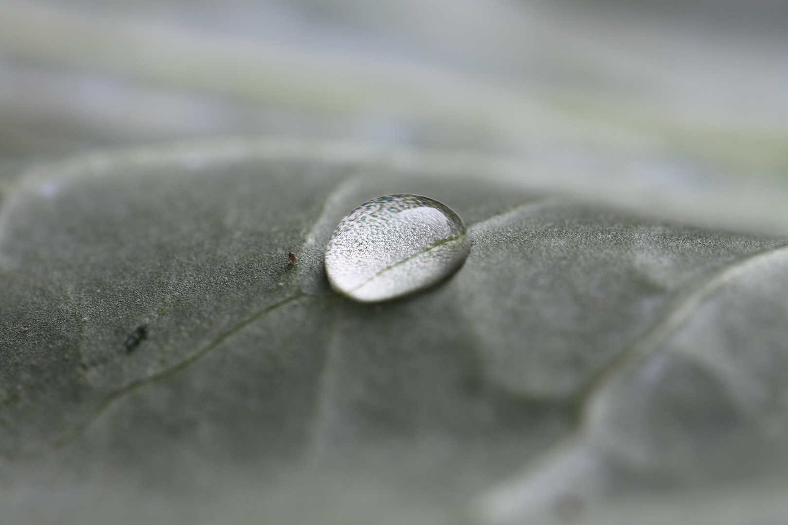 Wassertropfen auf Kohlrabiblatt - Zweiter Teil