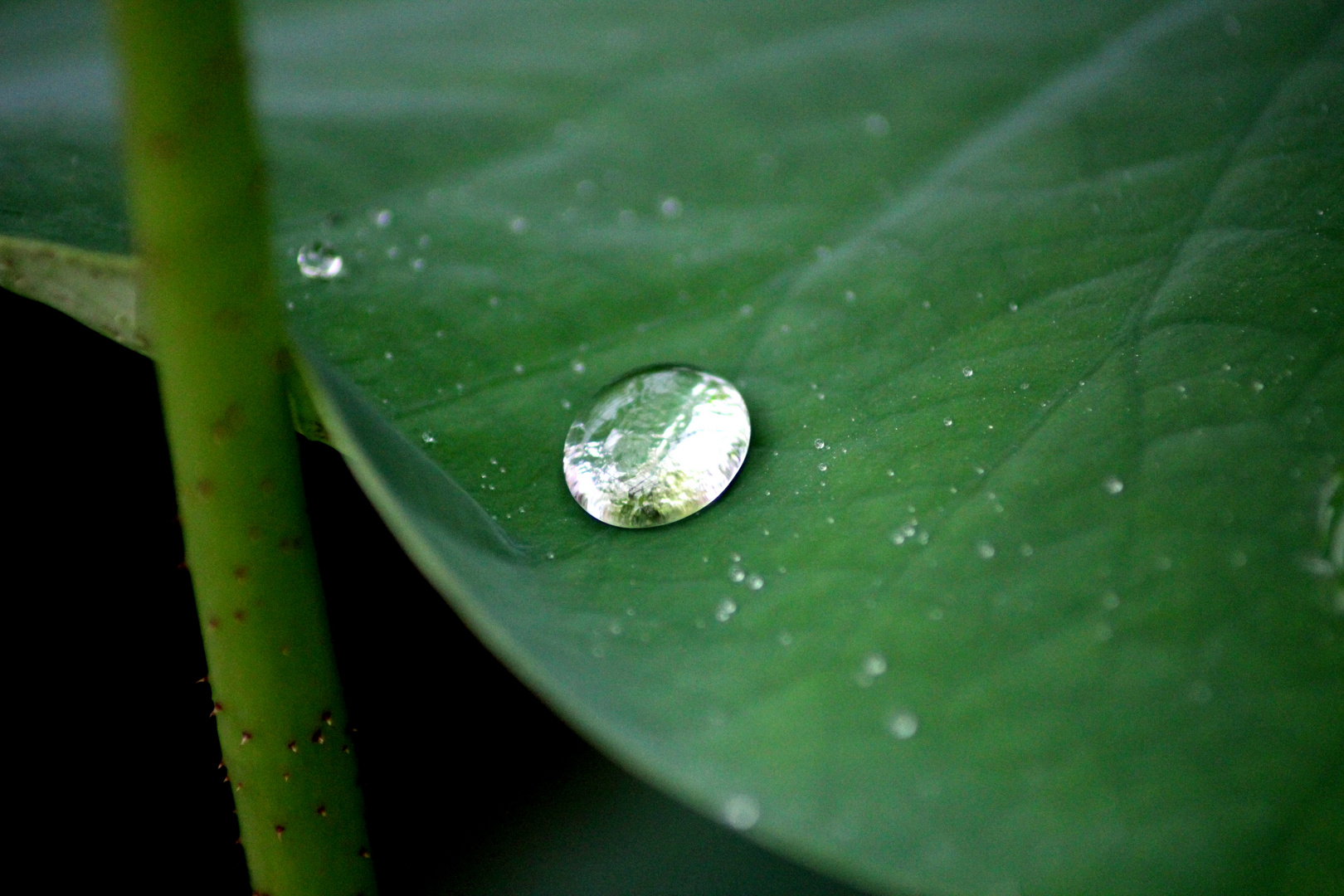 Wassertropfen auf Lotosblatt