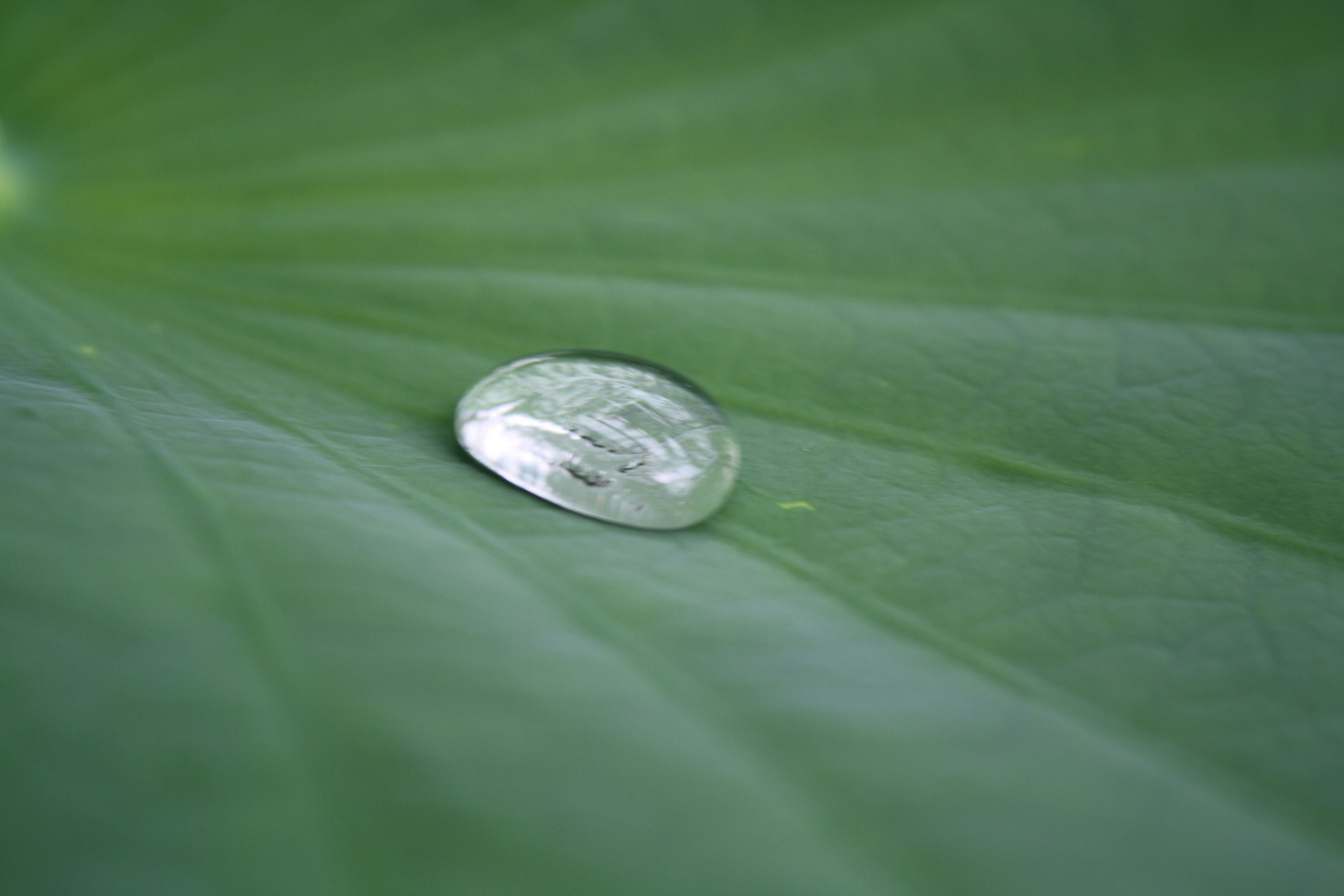 Wassertropfen auf Lotusblatt