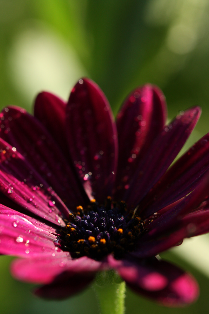 Wassertropfen auf Mittagsblume