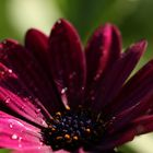 Wassertropfen auf Mittagsblume