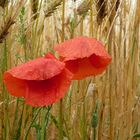 Wassertropfen auf Mohn