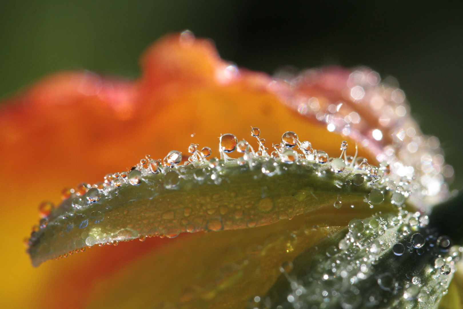 Wassertropfen auf Mohn