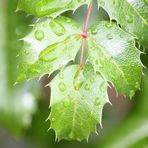 Wassertropfen auf nem Blatt