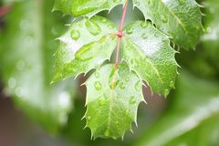 Wassertropfen auf nem Blatt