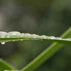 Wassertropfen auf Palmblätter