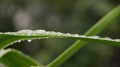 Wassertropfen auf Palmblätter