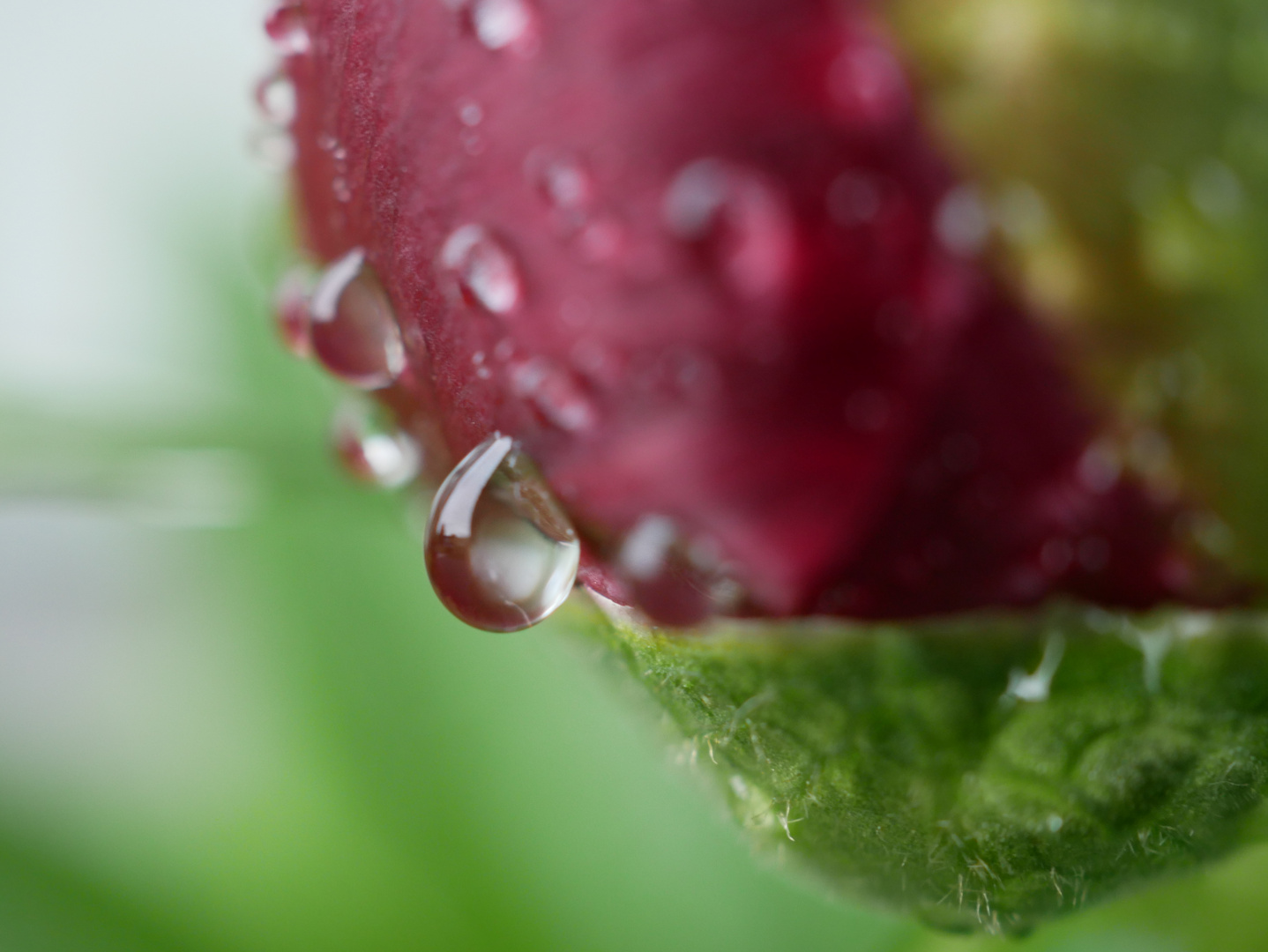 Wassertropfen auf Pfingstrose