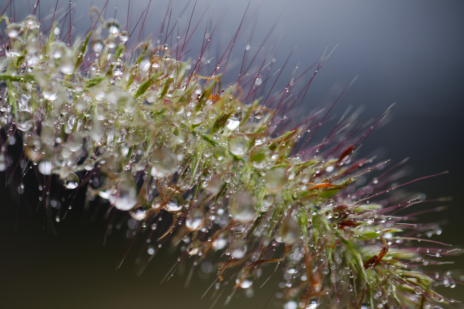 Wassertropfen auf Pflanze