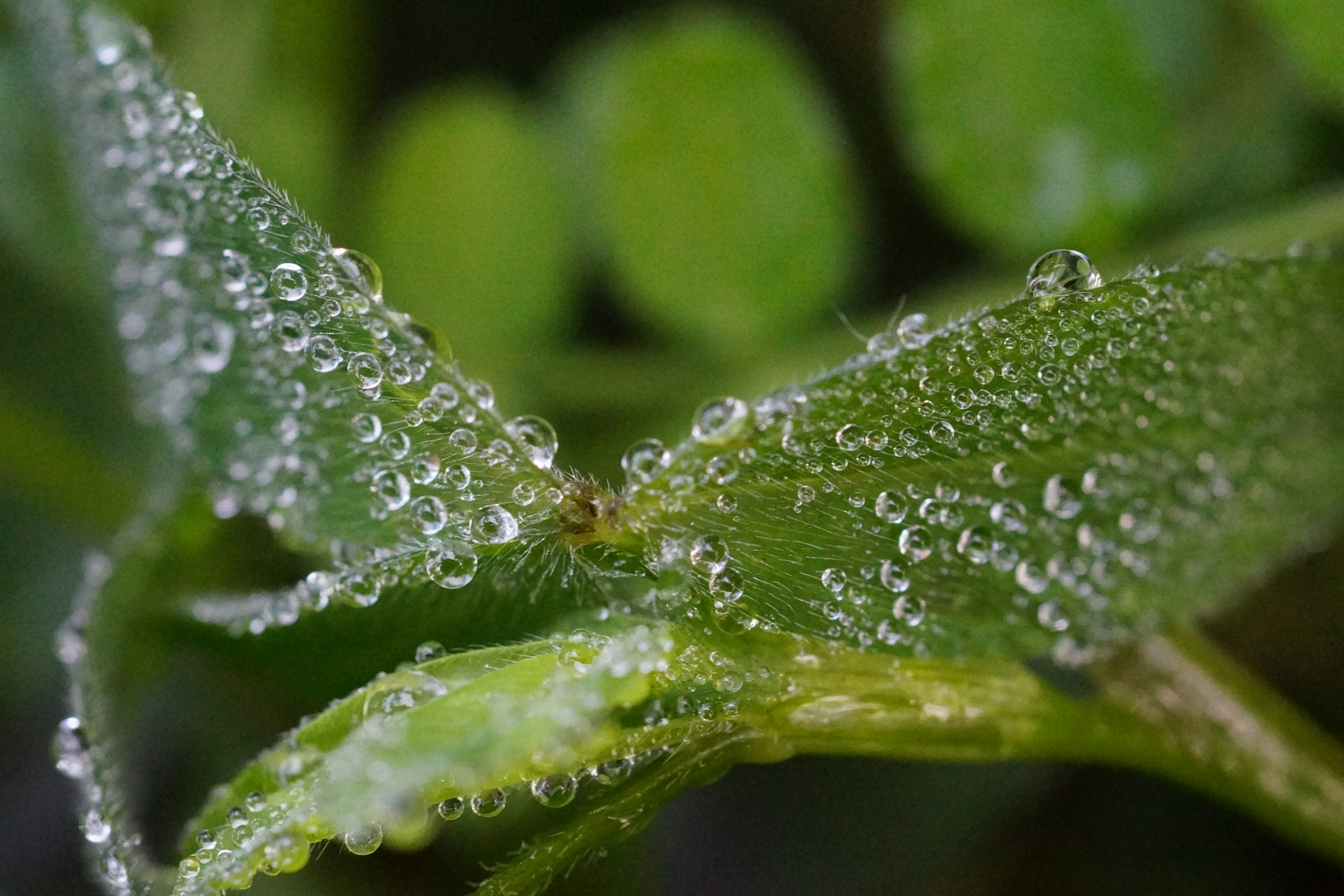 Wassertropfen auf Pflanzenblatt