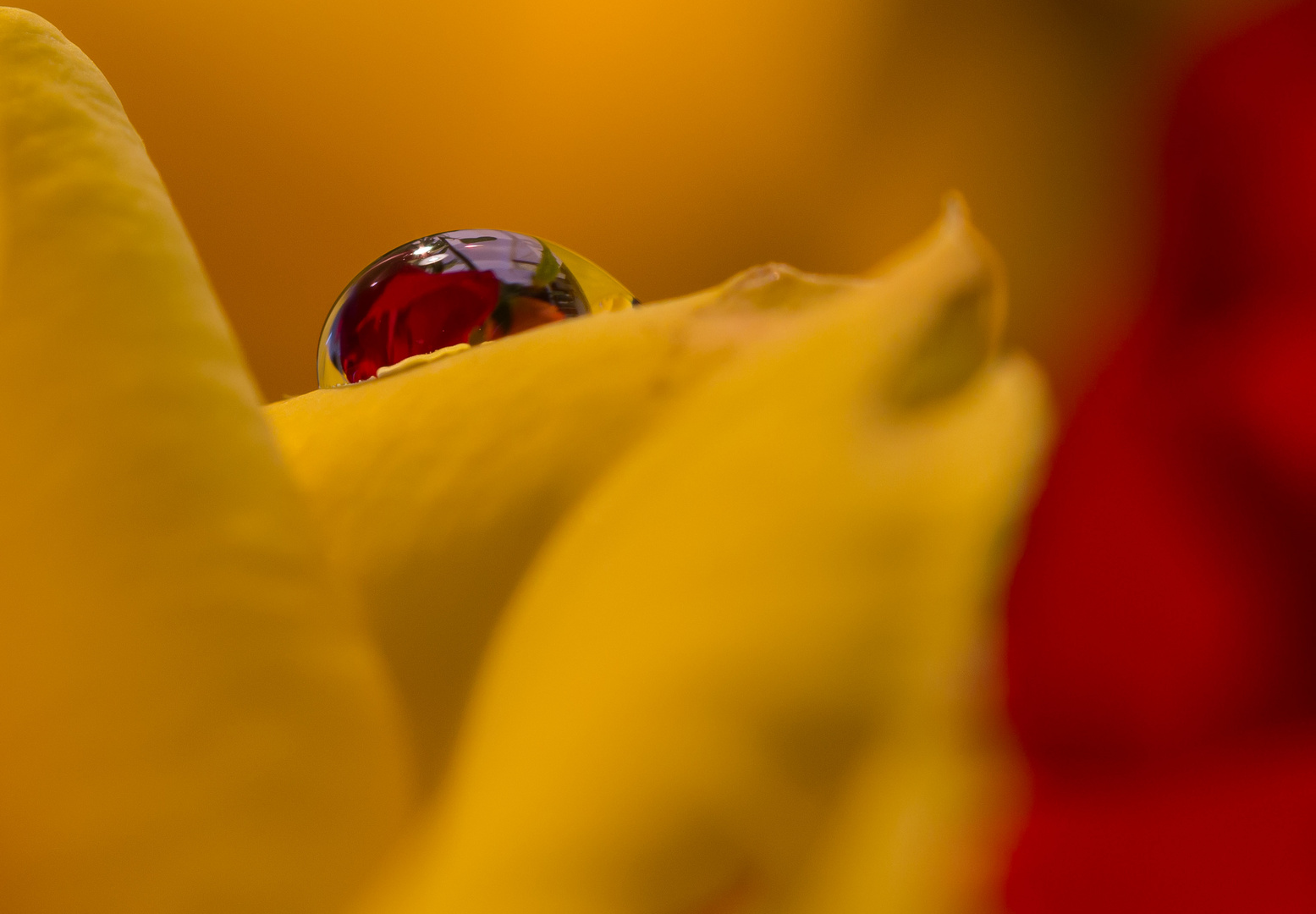 Wassertropfen auf Rose mit Rose