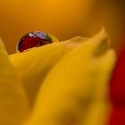 Wassertropfen auf Rose mit Rose