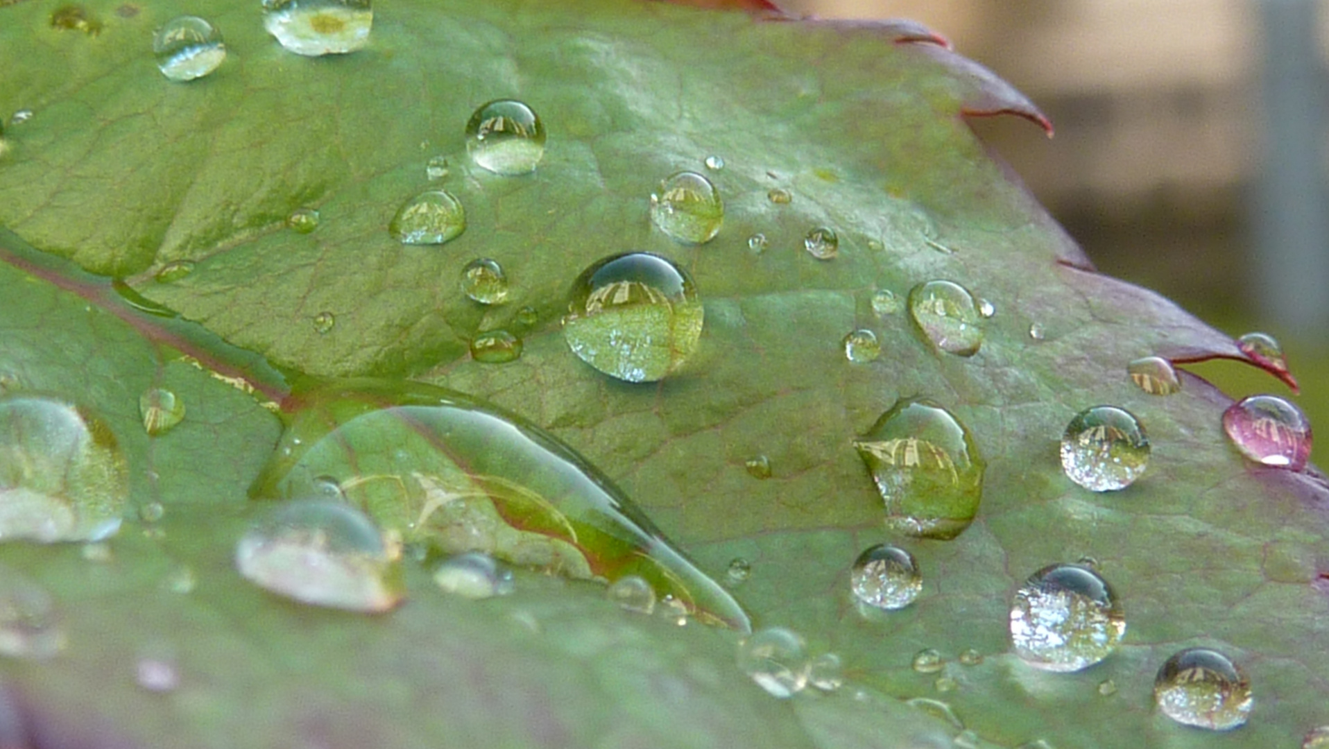 Wassertropfen auf Rosenblättern - 16.02.2014