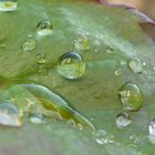 Wassertropfen auf Rosenblättern - 16.02.2014