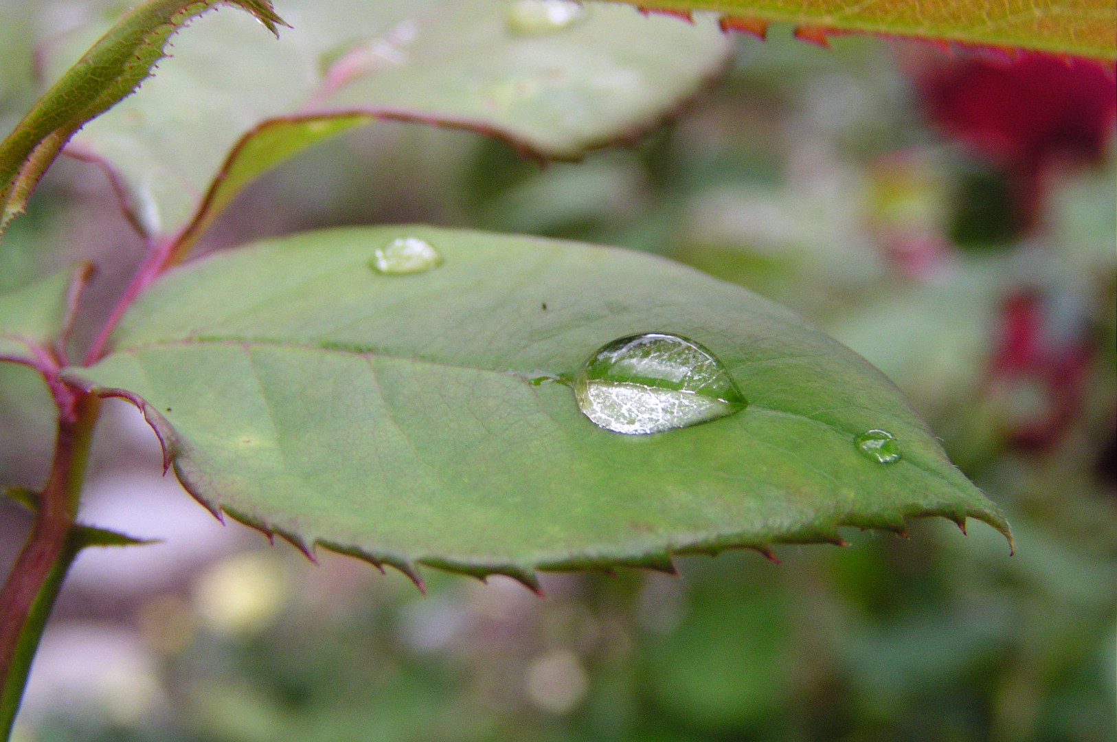 Wassertropfen auf Rosenblatt