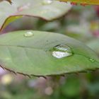 Wassertropfen auf Rosenblatt