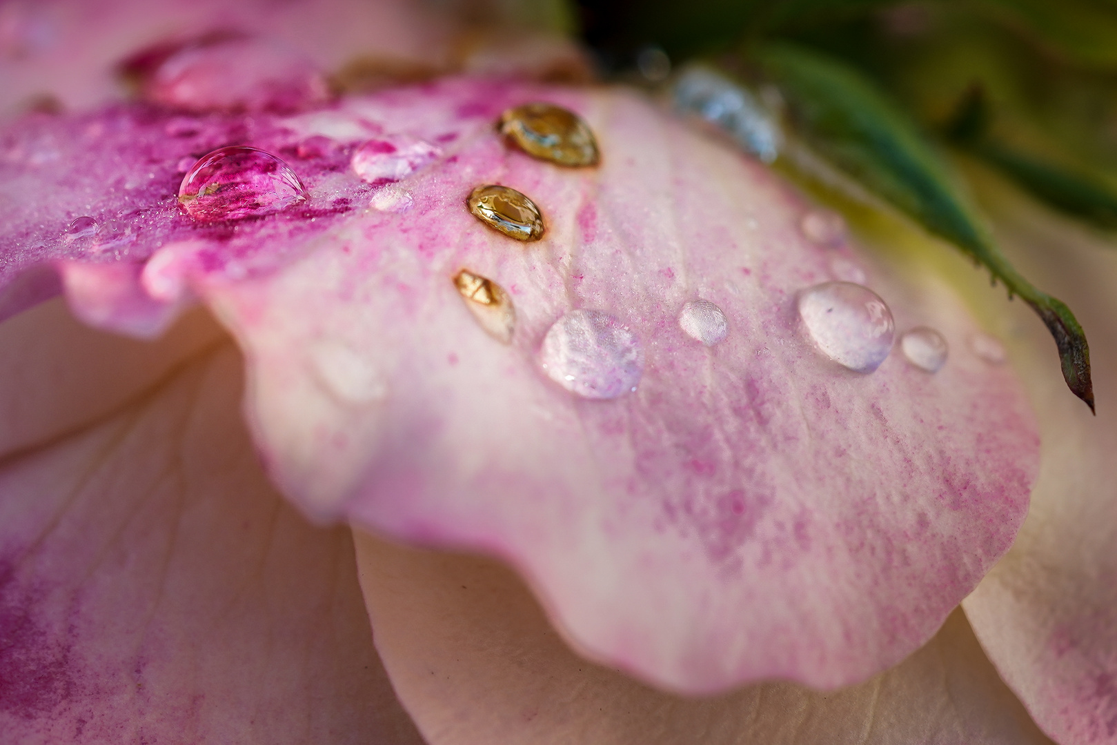 Wassertropfen auf Rosenblatt