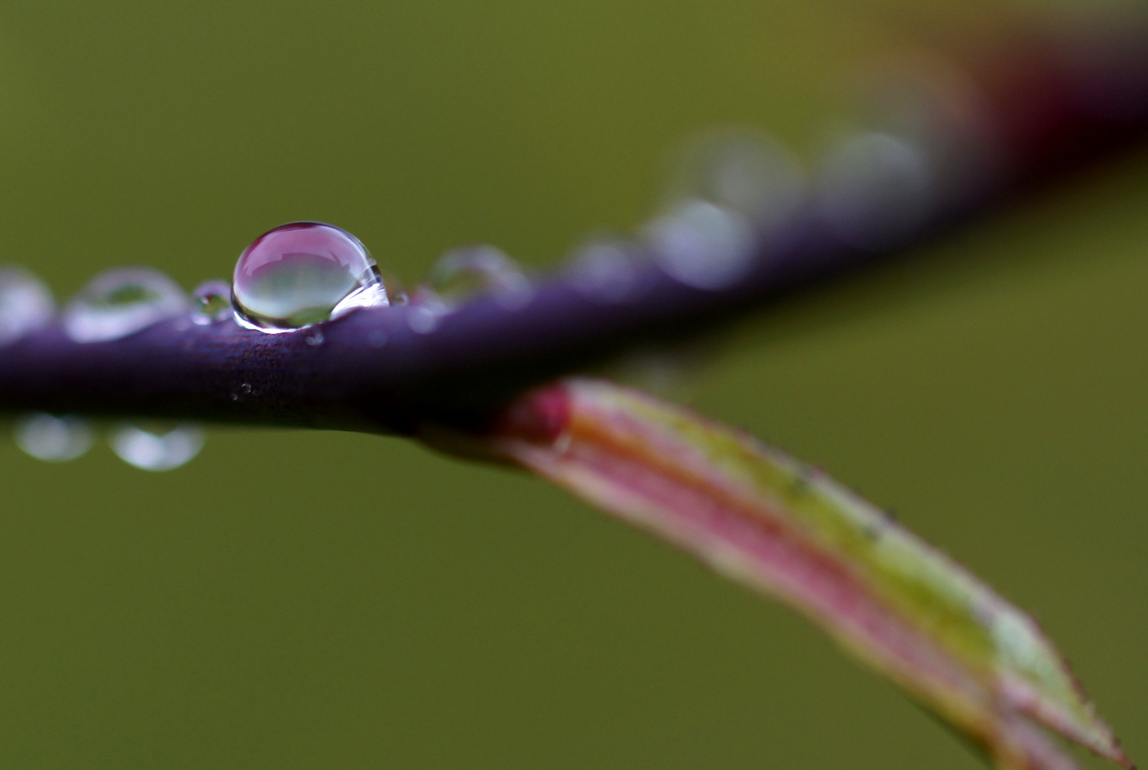 Wassertropfen auf Rosenzweig