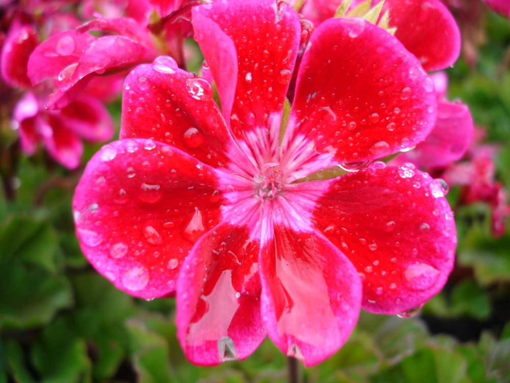 Wassertropfen auf roter Blüte