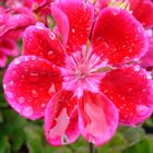 Wassertropfen auf roter Blüte