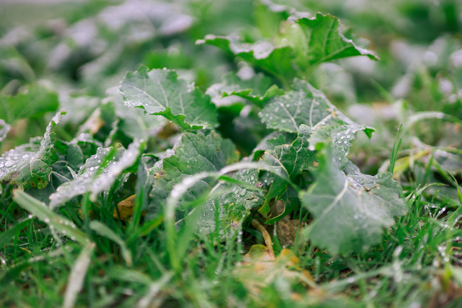 wassertropfen auf salat blättern