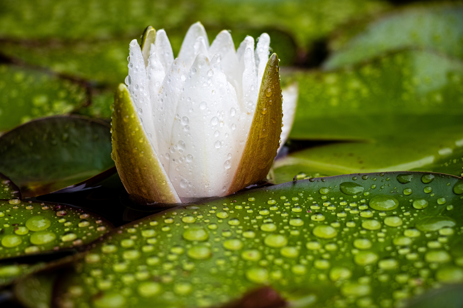 Wassertropfen auf Seerose