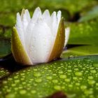 Wassertropfen auf Seerose