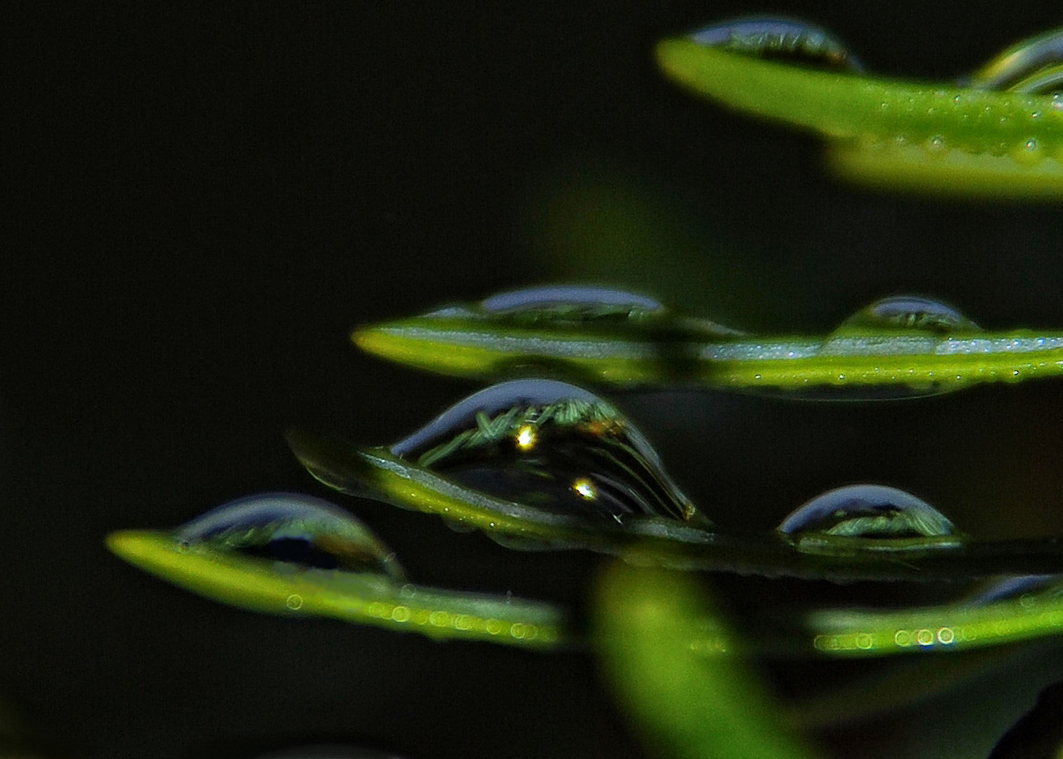 Wassertropfen auf Tannennadeln