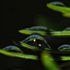 Wassertropfen auf Tannennadeln