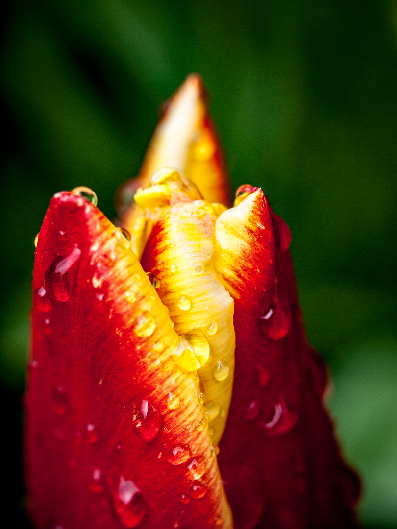 Wassertropfen auf tulpe