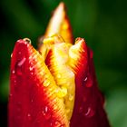 Wassertropfen auf tulpe