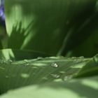 Wassertropfen auf Tulpen-Blättern