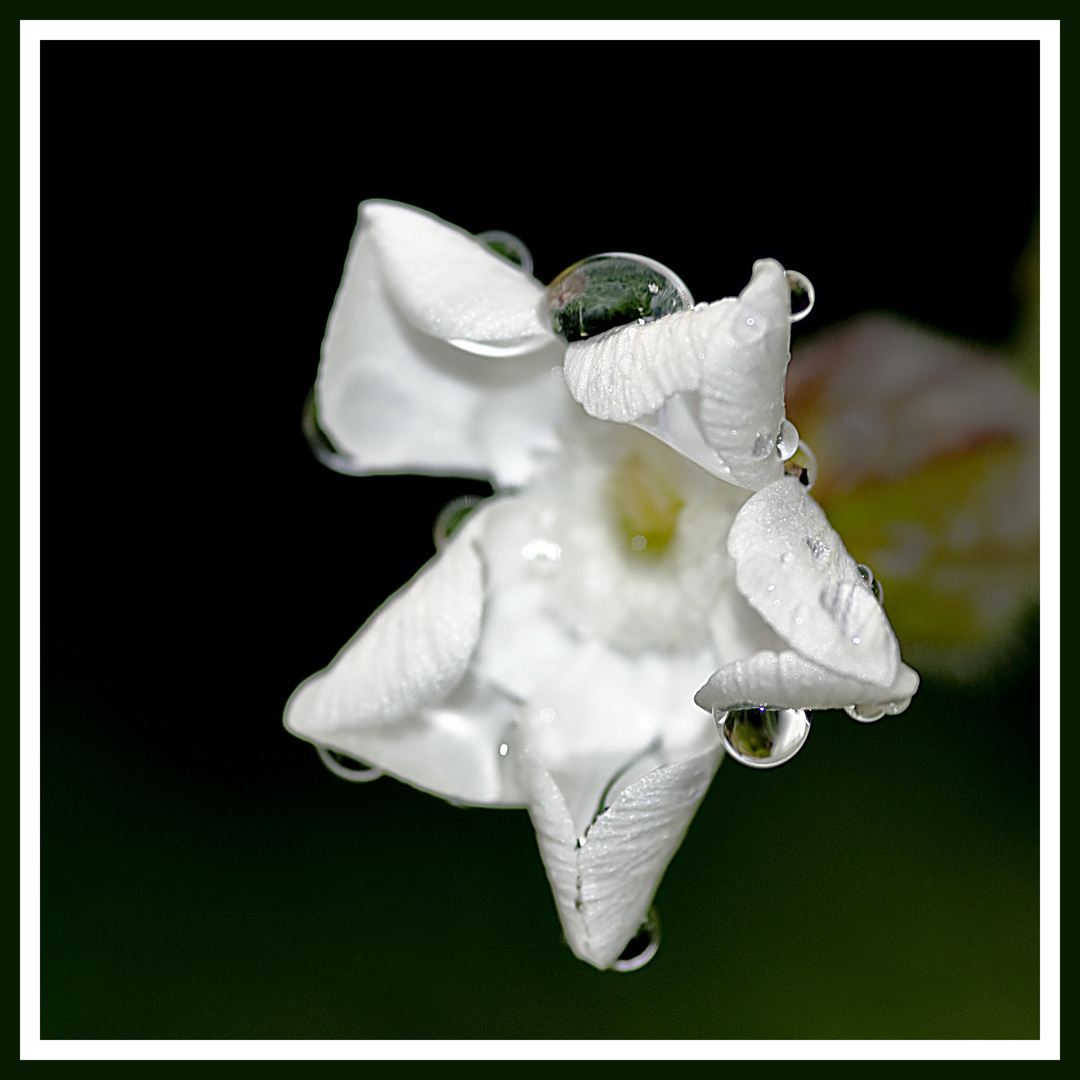 Wassertropfen auf weißer Blüte