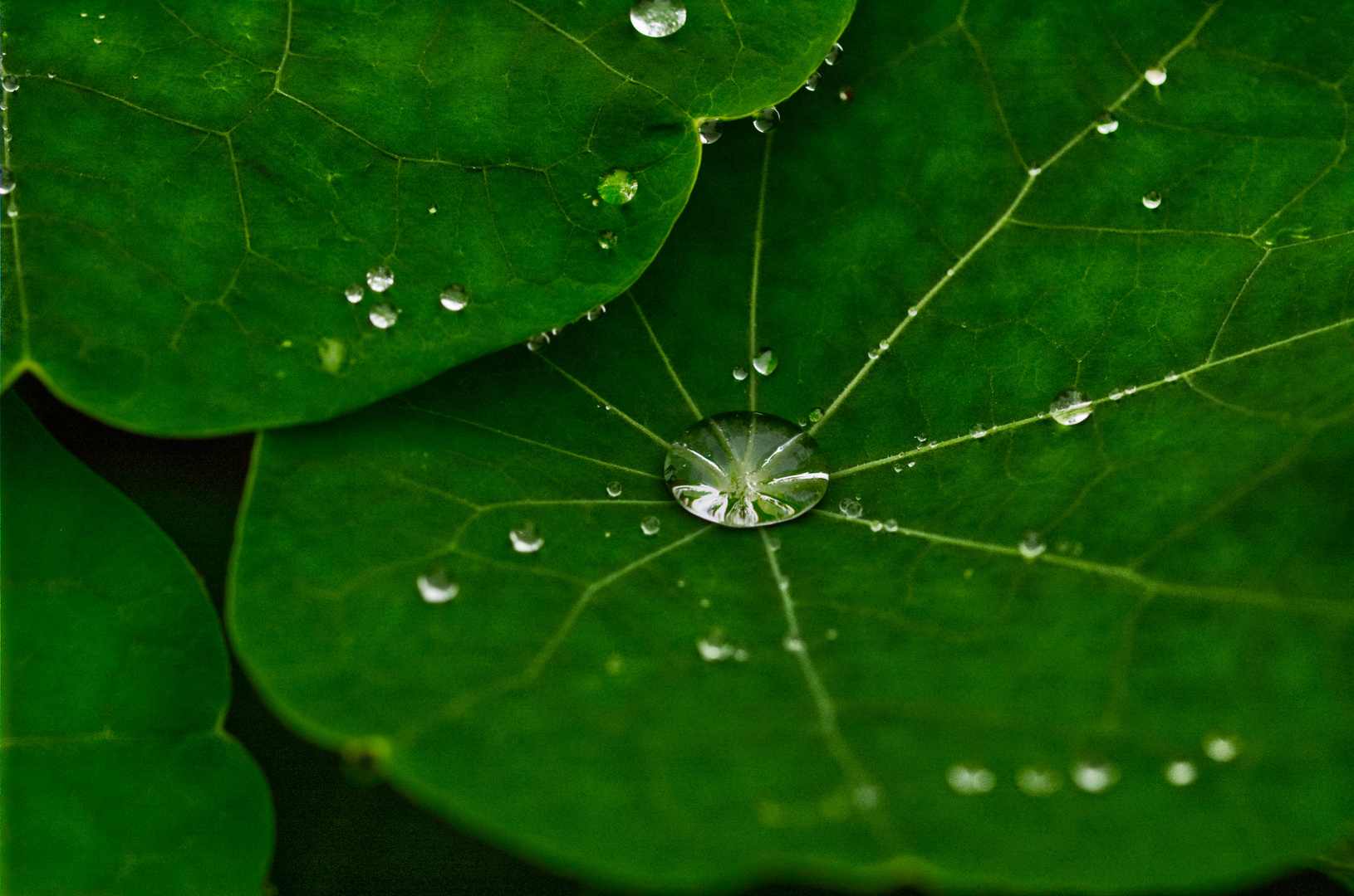 Wassertropfen Aufgefangen 