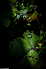 Wassertropfen aus dem Schatten geholt