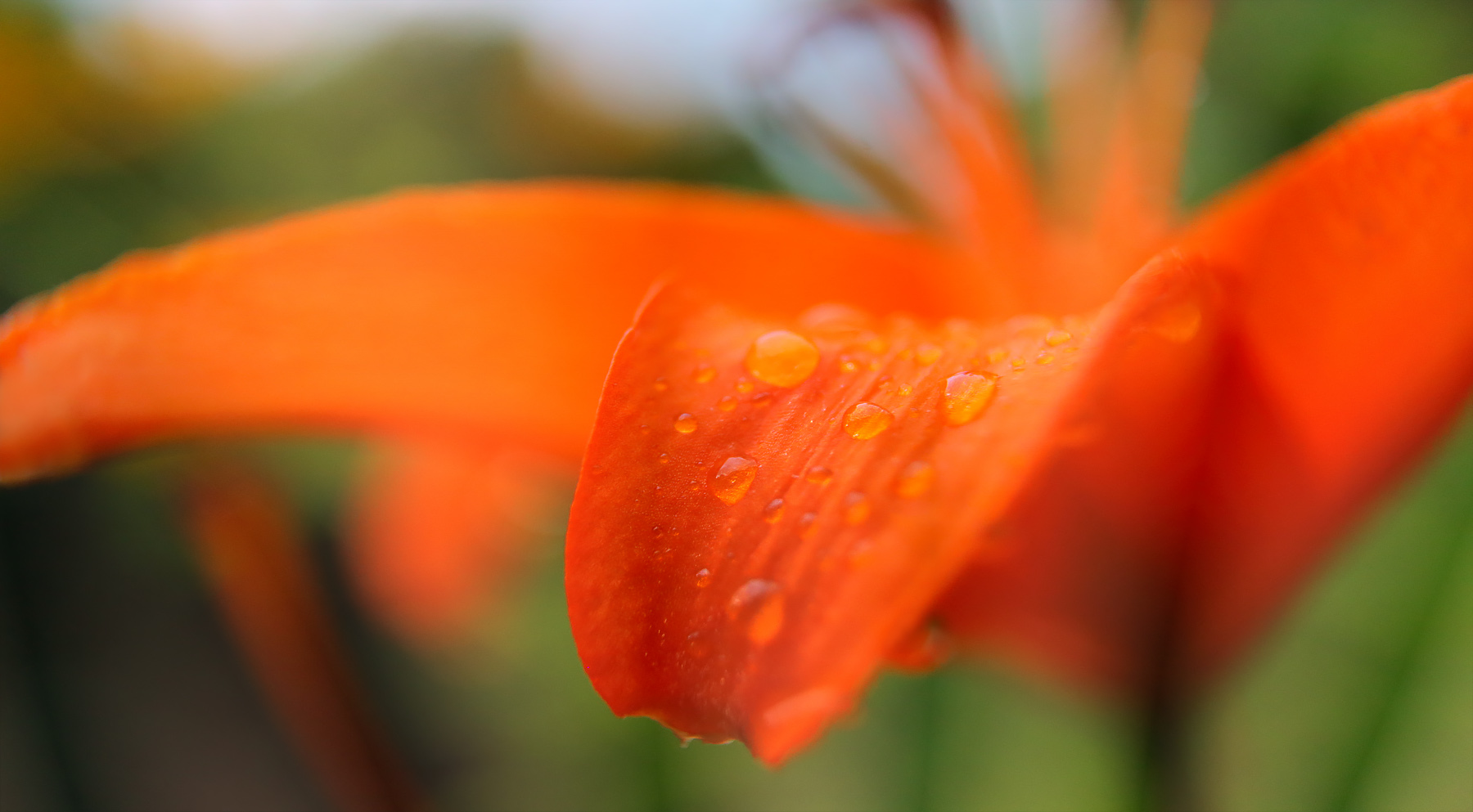 ... wassertropfen aus dem sommer ...