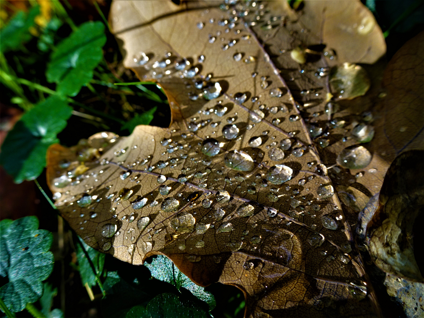 Wassertropfen