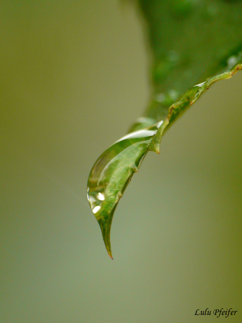 Wassertropfen