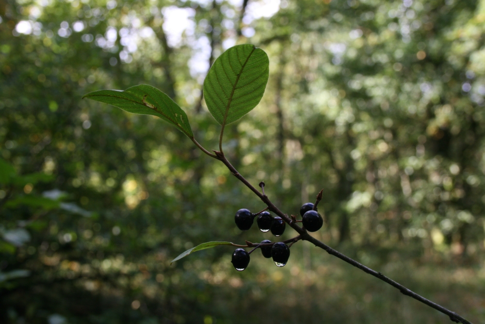 Wassertropfen