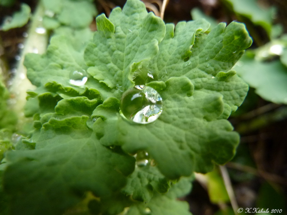 Wassertropfen